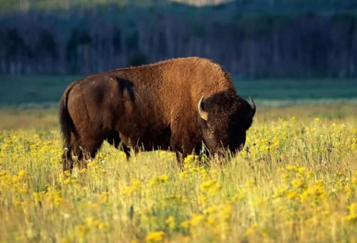 Locul din România care a devenit "cea mai verde destinație din lume!" Străinii au rămas uluiți de ce au văzut aici. Ai auzit de acest loc minunat?