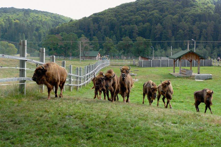 Locul din România care a devenit "cea mai verde destinație din lume!" Străinii au rămas uluiți de ce au văzut aici. Ai auzit de acest loc minunat?