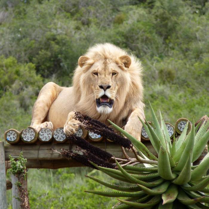 Leii scăpați de la ZOO, în Rădăuți, au fost prinși. Jandarmii suceveni au intervenit rapid
