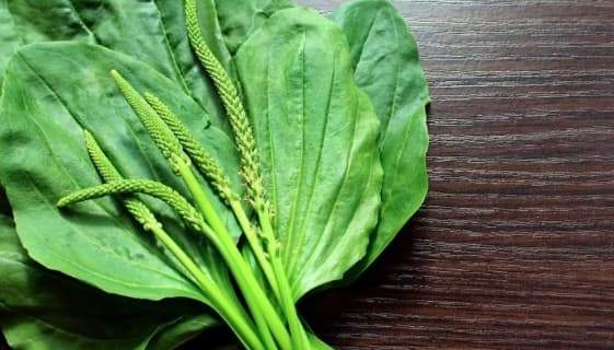 Lidia Fecioru, despre planta care te scapă de problemele respiratorii: „O călcăm mereu în picioare, deși e extrem de benefică”
