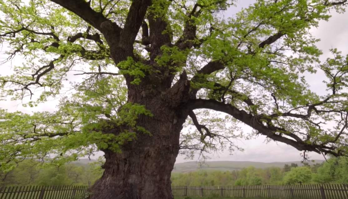 Satul din România unde găsești arborele de 1000 de ani, desemnat ”cel mai bătrân”! Peisajul de-aici îți fură privirea / FOTO