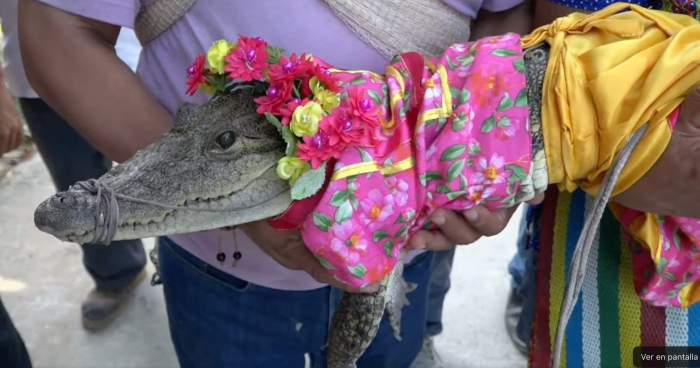 Un primar s-a căsătorit cu un aligator, pe care l-a numit ”Mica Prințesă”. Motivul halucinant pentru care a recurs la un astfel de gest / FOTO