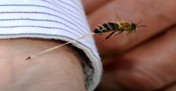 intepatura viespe