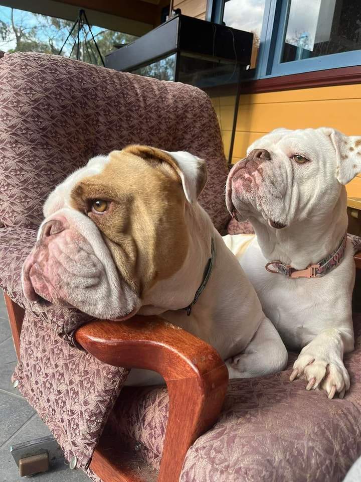 Prețul unui câine din rasa Bulldog australian. Tot ce trebuie să știi despre acest animal de companie