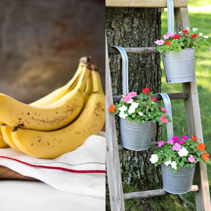 Ce se întâmplă dacă pui coji de banană în ghiveciul florilor și pui apă peste ele. Trucul care face minuni pentru plantele tale