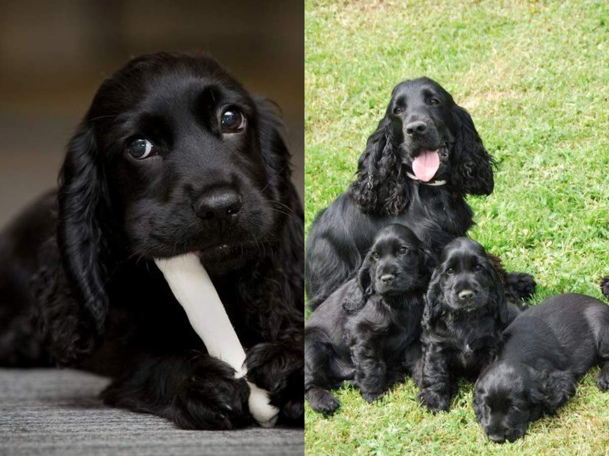 Cât costă un câine rasa Cocker Spaniel englez