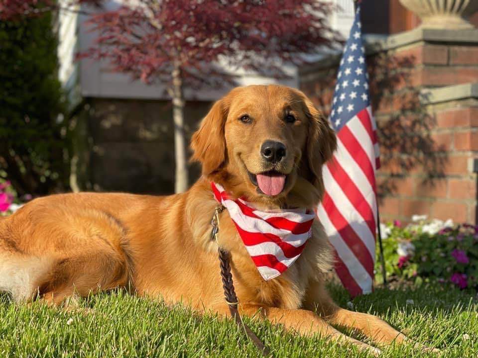 Cât costă un câine rasa Golden Retriever. Tot ce trebuie să știi despre aceat animal de companie