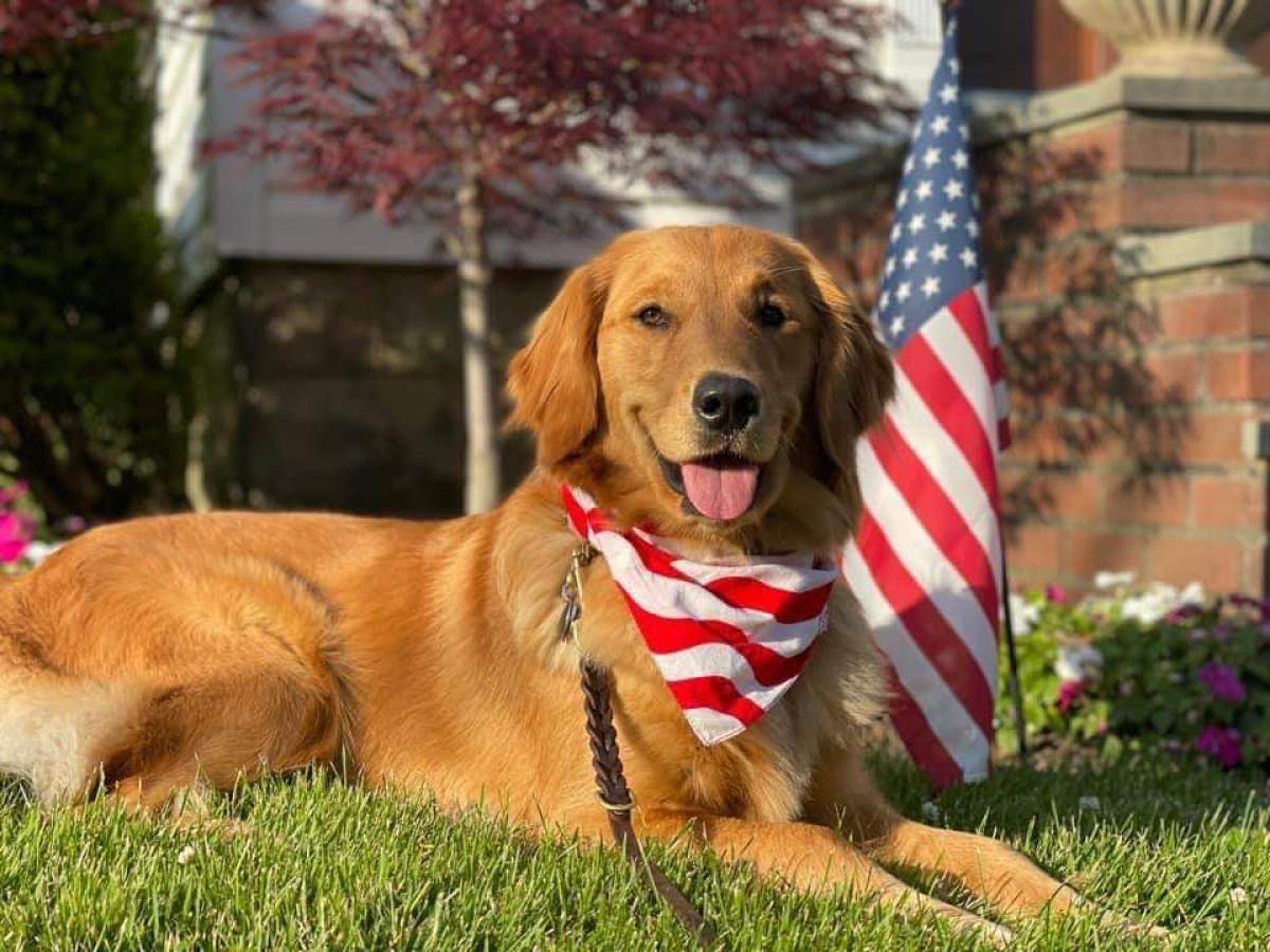 Cât costă un câine rasa Golden Retriever. Tot ce trebuie să știi despre aceat animal de companie