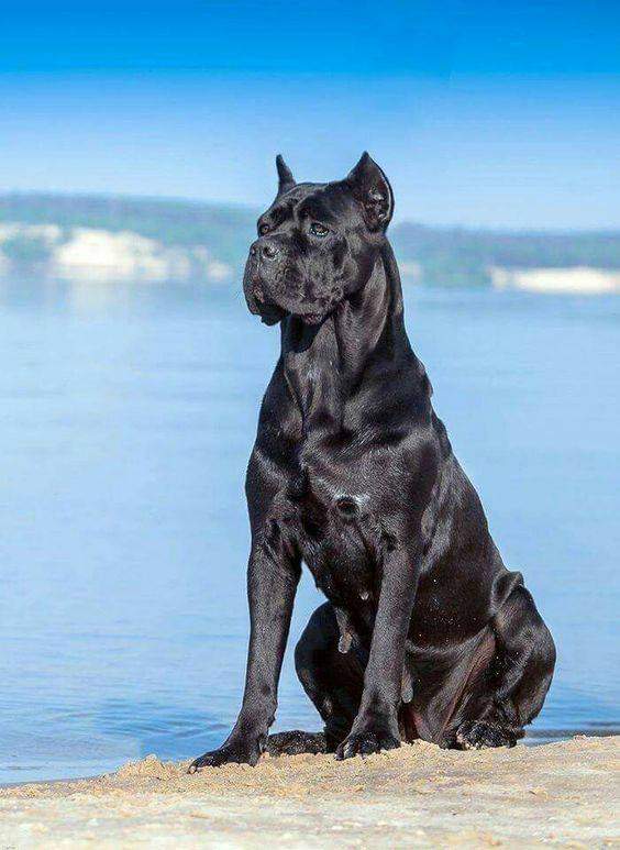 Cât costă un câine rasa Cane Corso. Animalul de companie care te va apăra la nevoie