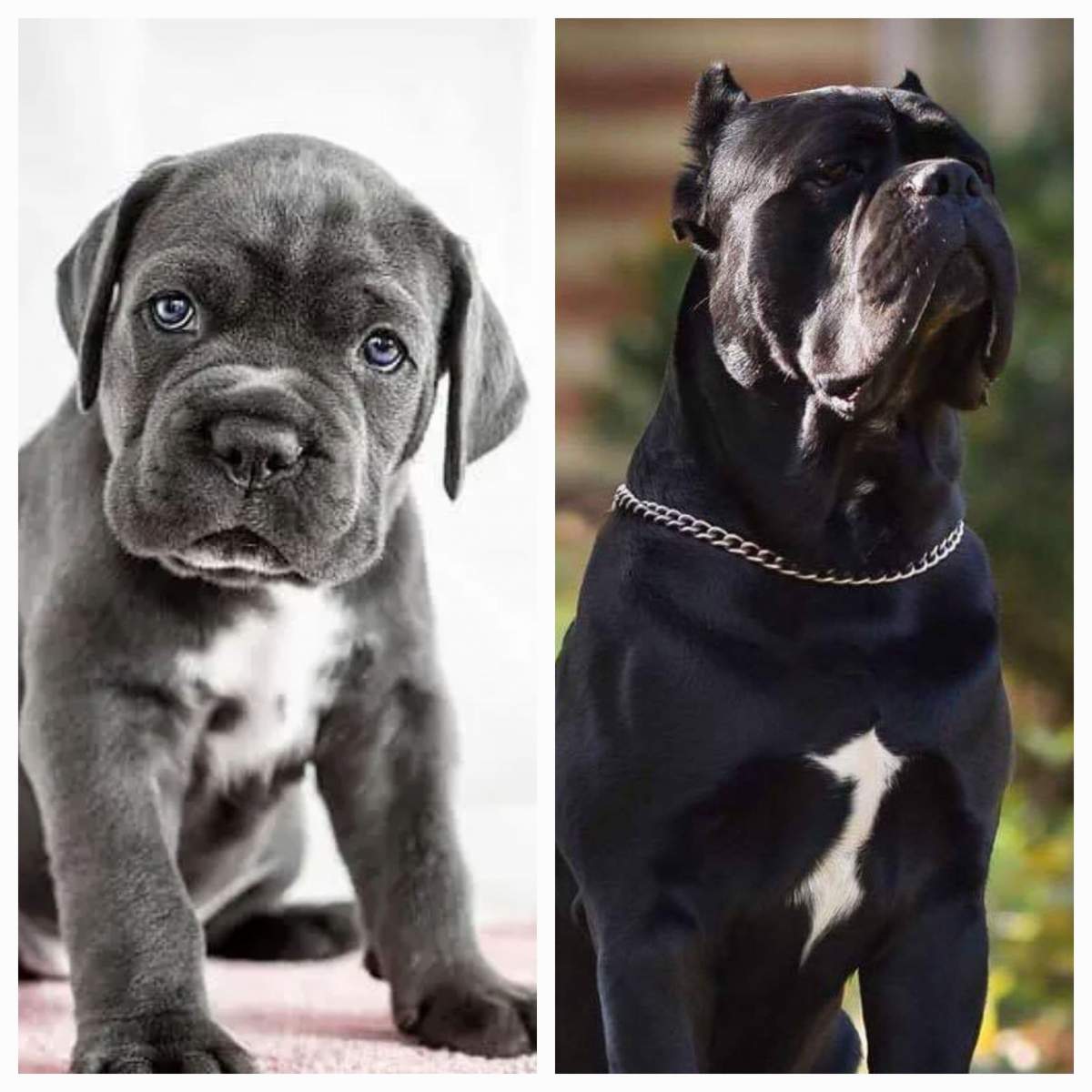 Cât costă un câine rasa Cane Corso. Animalul de companie care te va apăra la nevoie