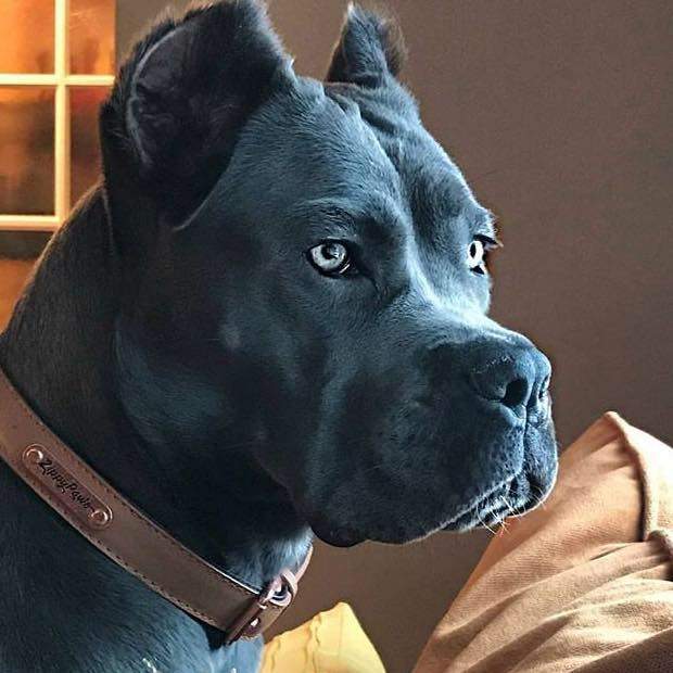 Cât costă un câine rasa Cane Corso. Animalul de companie care te va apăra la nevoie