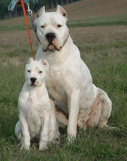 Cât costă un câine rasa Dog Argentinian. Este animalul de companie perfect pentru atac