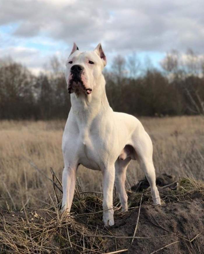 Cât costă un câine rasa Dog Argentinian. Este animalul de companie perfect pentru atac