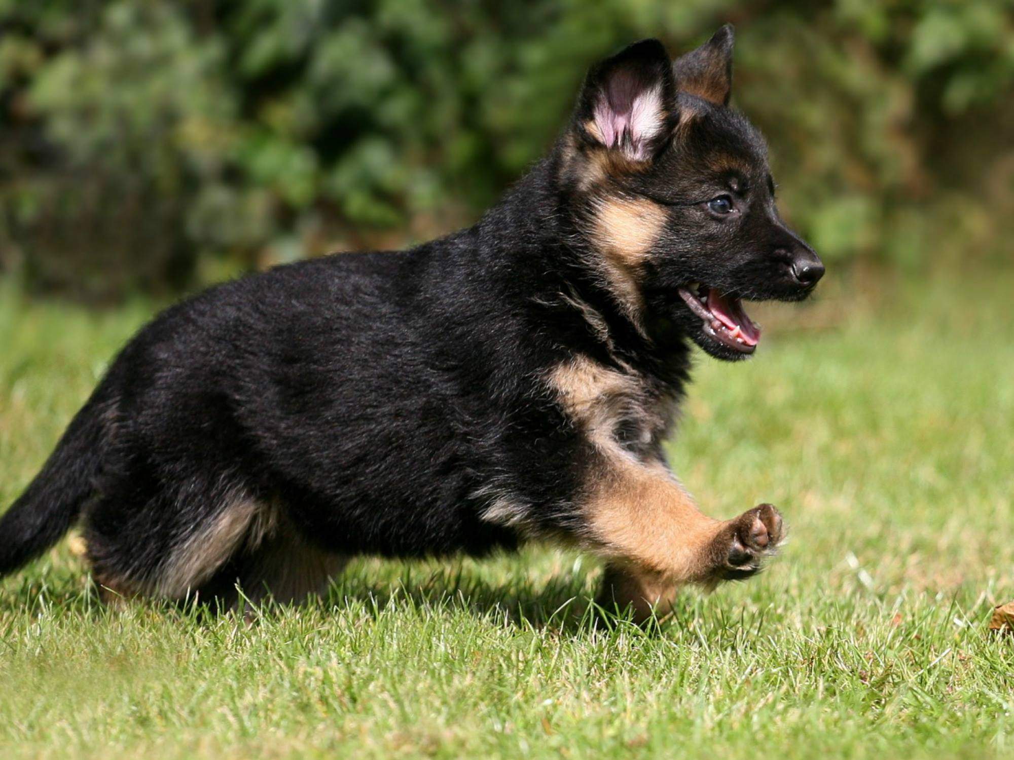 Cât costă un câine din rasa Ciobănesc German. Animalul de companie perfect pentru persoanele care locuiesc la curte