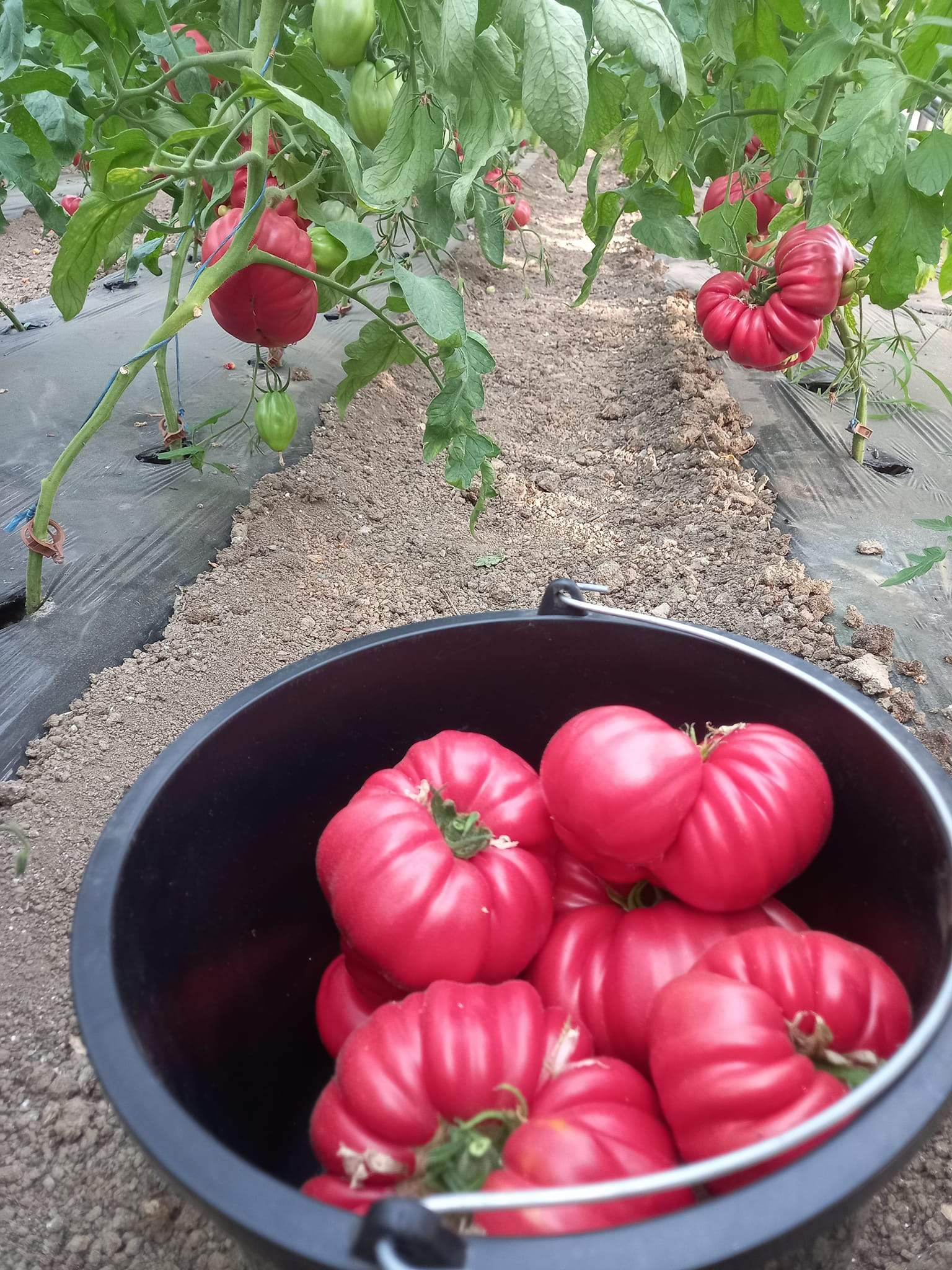 Afacerea cu care un român a dat lovitura. Cât costă un kilogram de roșii-gigant