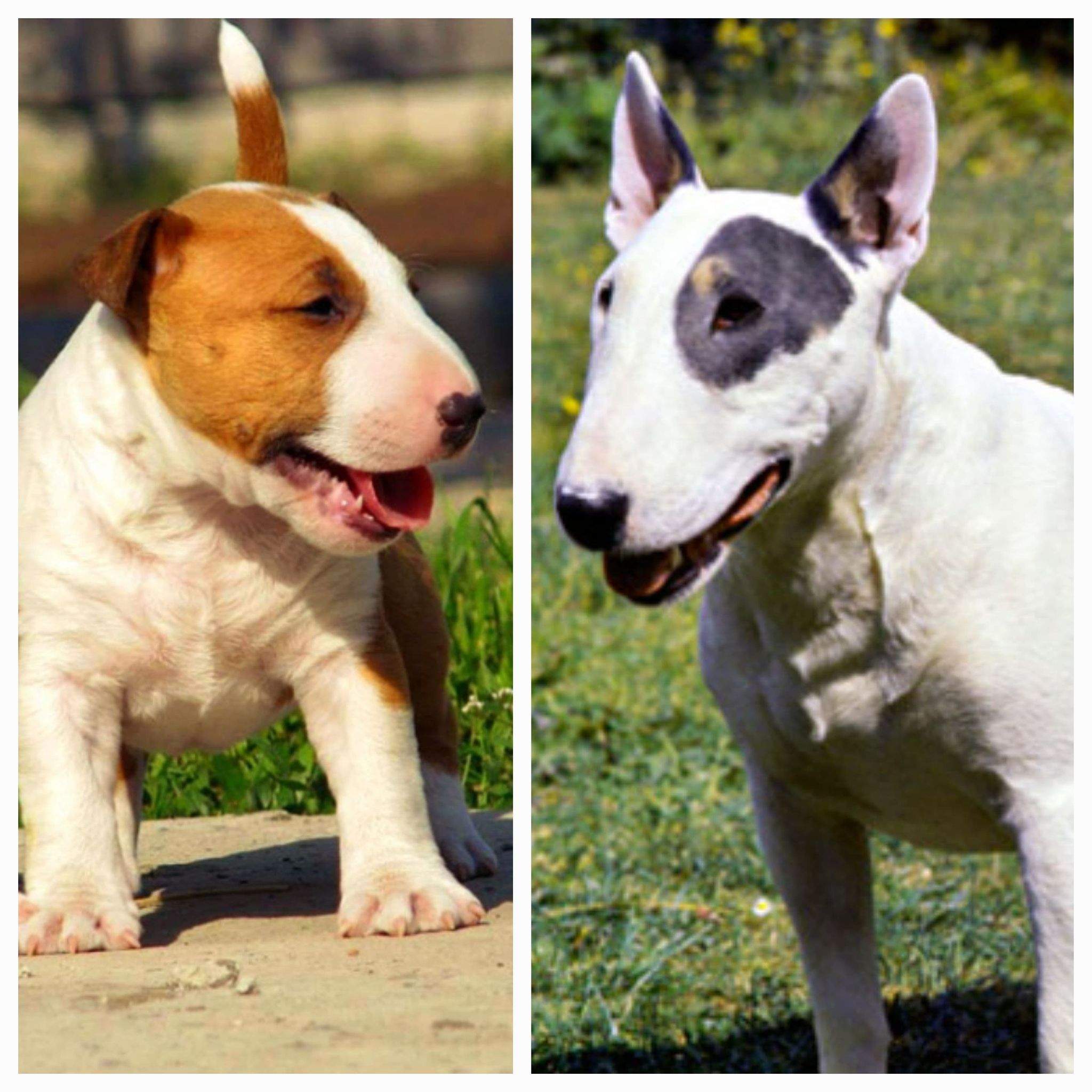 Cât costă un câine rasa Bull Terrier. Tot ce trebuie să știi despre animalul de companie cu o față drăgălașă