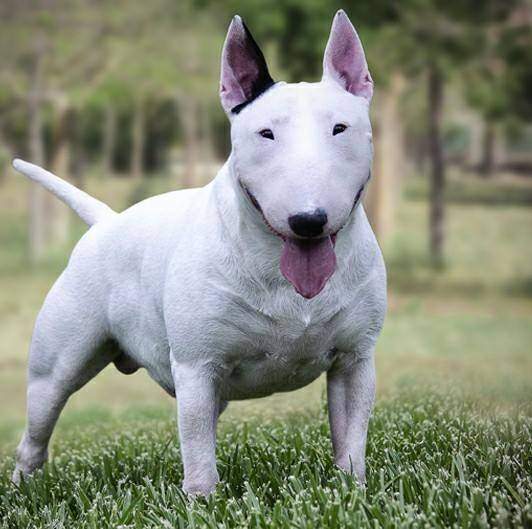 Cât costă un câine rasa Bull Terrier. Tot ce trebuie să știi despre animalul de companie cu o față drăgălașă