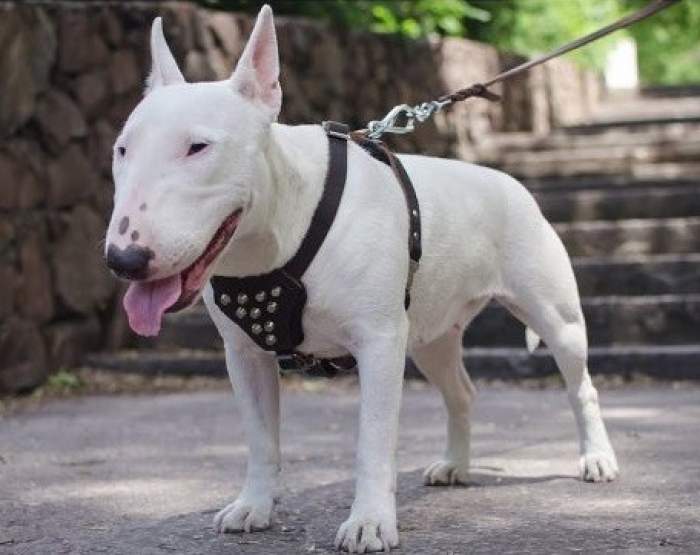 Cât costă un câine rasa Bull Terrier. Tot ce trebuie să știi despre animalul de companie cu o față drăgălașă