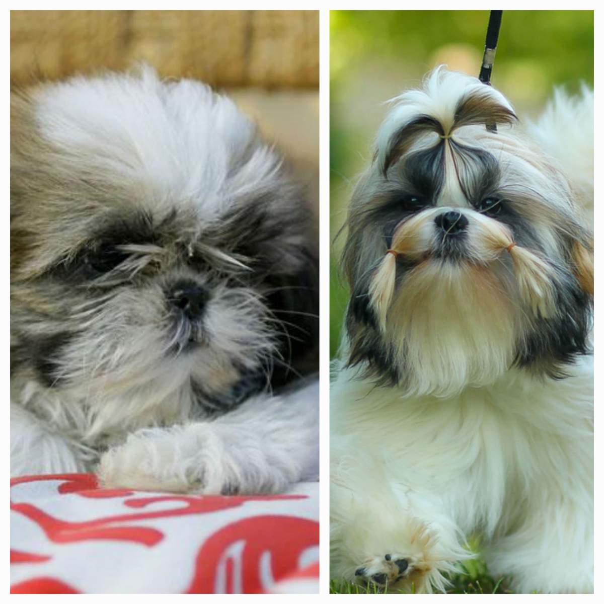 Shih Tzu Cât costă un câine rasa Shih Tzu. Animalul de companie perfect pentru copii