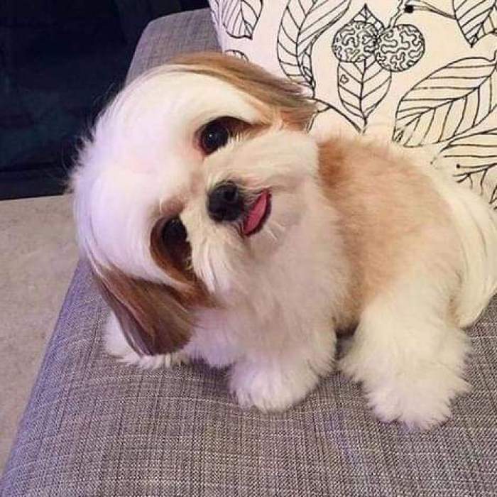 Cât costă un câine rasa Shih Tzu. Animalul de companie perfect pentru copii