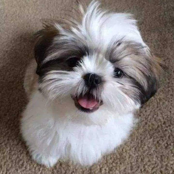 Cât costă un câine rasa Shih Tzu. Animalul de companie perfect pentru copii