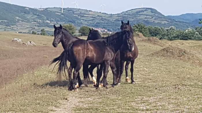 Singurul loc din România unde se găsesc cai sălbatici. Peisajul îți taie răsuflarea. Cum poți ajunge aici / FOTO