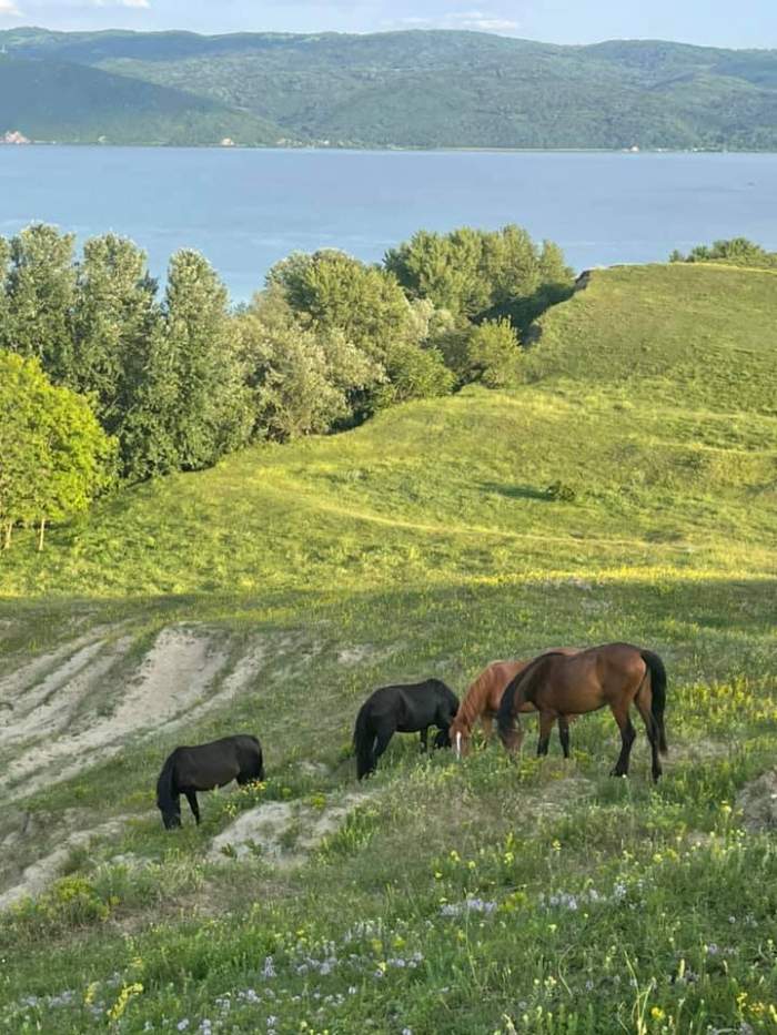 Singurul loc din România unde se găsesc cai sălbatici. Peisajul îți taie răsuflarea. Cum poți ajunge aici / FOTO