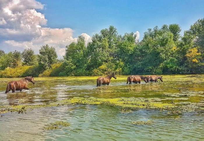 Singurul loc din România unde se găsesc cai sălbatici. Peisajul îți taie răsuflarea. Cum poți ajunge aici / FOTO