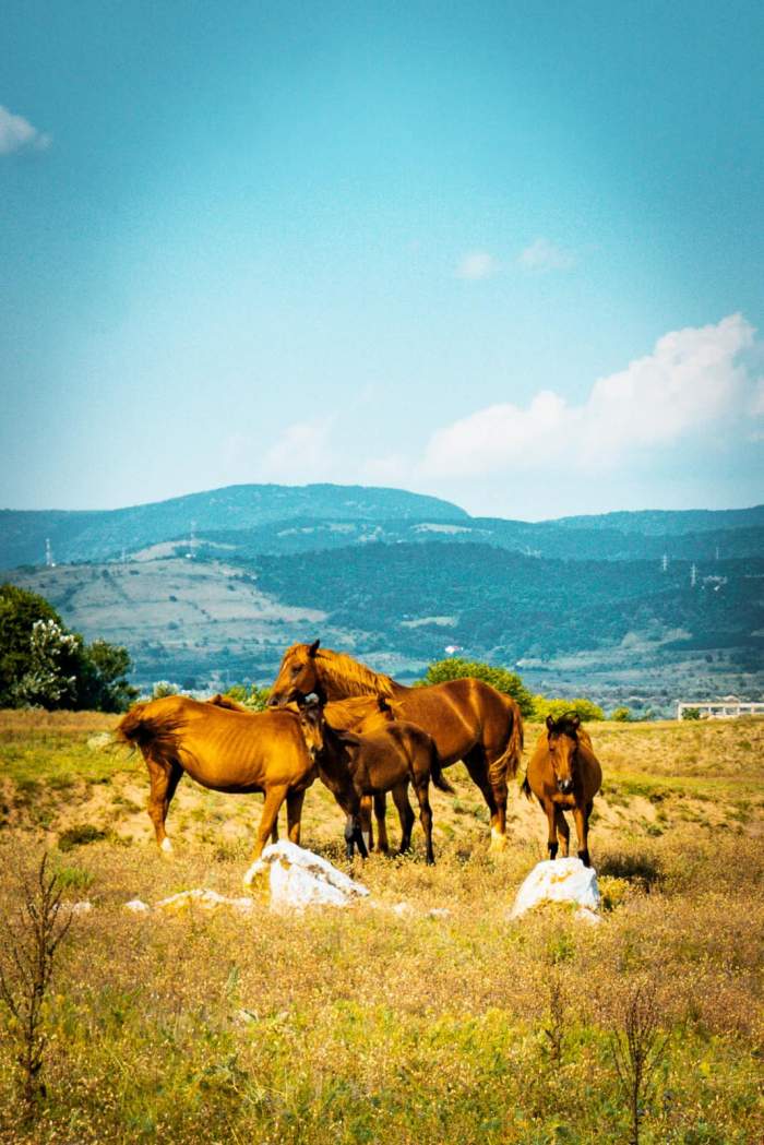 Singurul loc din România unde se găsesc cai sălbatici. Peisajul îți taie răsuflarea. Cum poți ajunge aici / FOTO