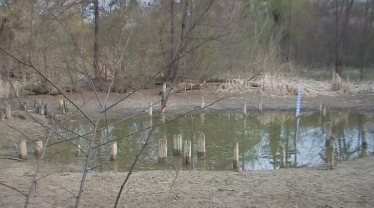 Lacul cu nuferi din România, unic la noi în țară și în întreaga Europă, a fost distrus! Cauza incredibilă a dezastrului