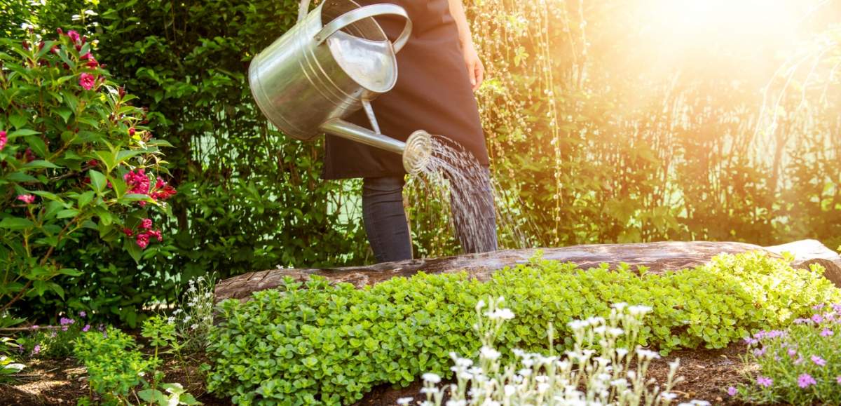 Cel mai bun moment pentru ați uda plantele în timpul unui val de căldură. Secretul care te va ajuta în fiecare vară