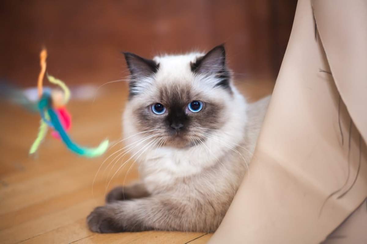 Cât costă o pisică Ragdoll. Animalul de companie cu o personalitate deosebită