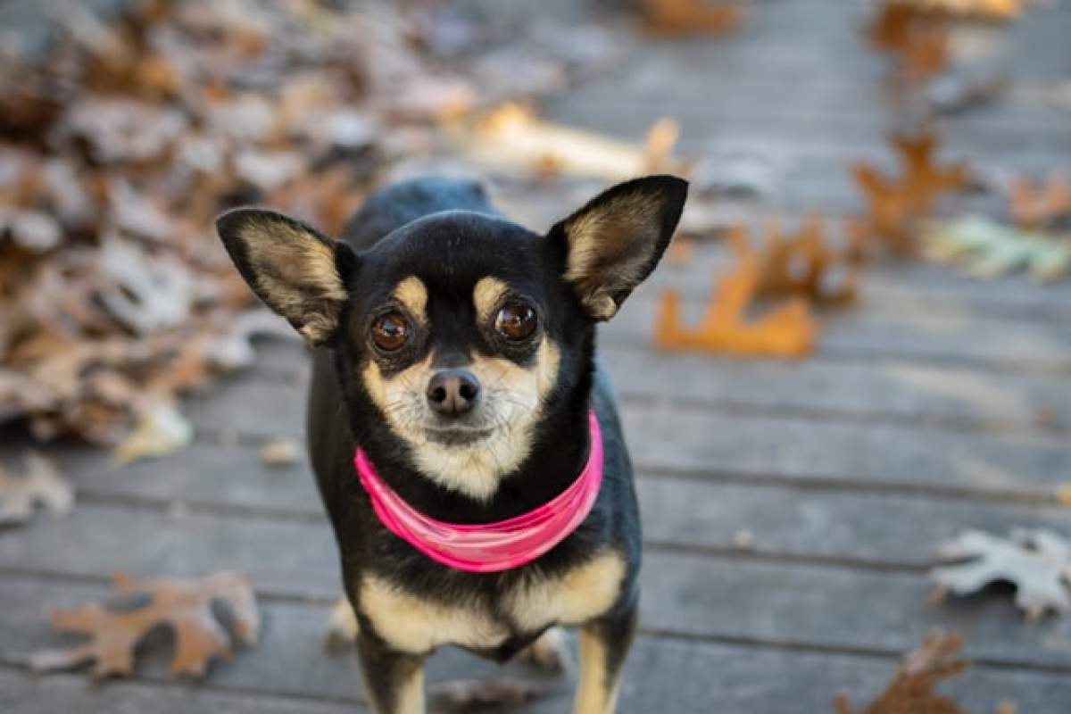 Câine rasa Chihuahua