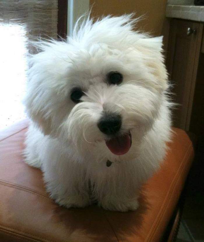 Cât costă un câine rasa Coton de Tulear. Animalul de companie ideal pentru copii