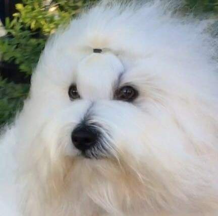 Cât costă un câine rasa Coton de Tulear. Animalul de companie ideal pentru copii