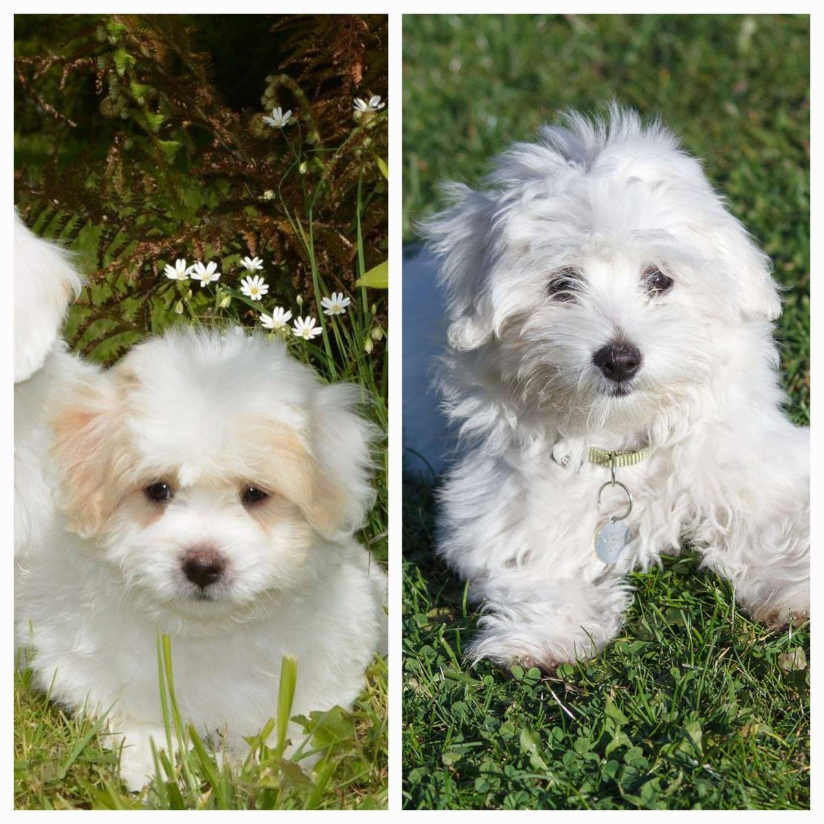 Cât costă un câine rasa Coton de Tulear. Animalul de companie ideal pentru copii