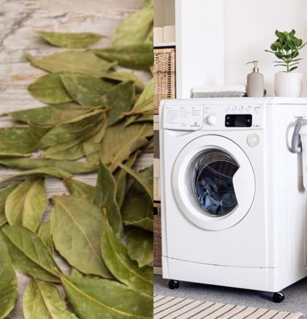 Ce se întâmplă dacă pui foi de dafin în mașina de spălat. Rezultatul este uimitor