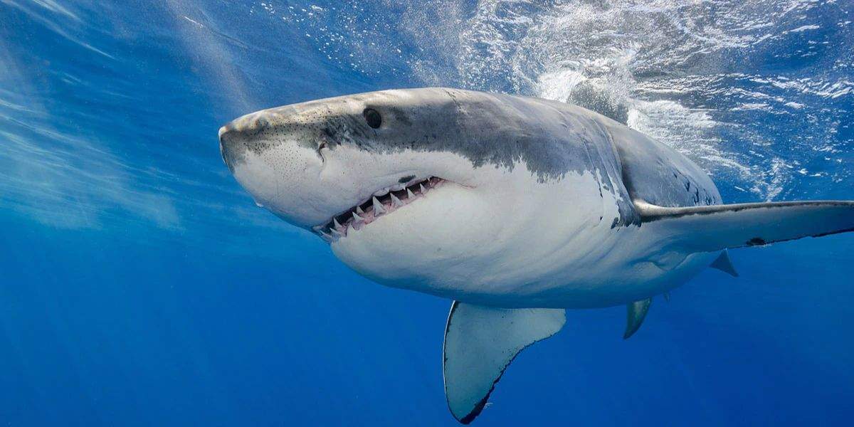 Cum poți să eviți atacul unui rechin dacă mergi în Egipt și nu numai