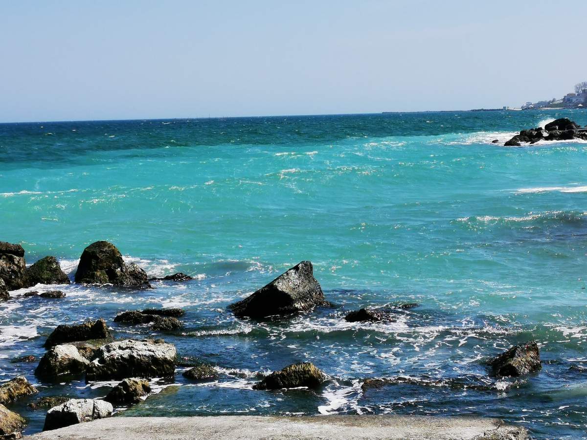 Marea Neagră Rechinul care trăiește în Marea Neagră. Cum arată și la ce adâncime poate fi găsit