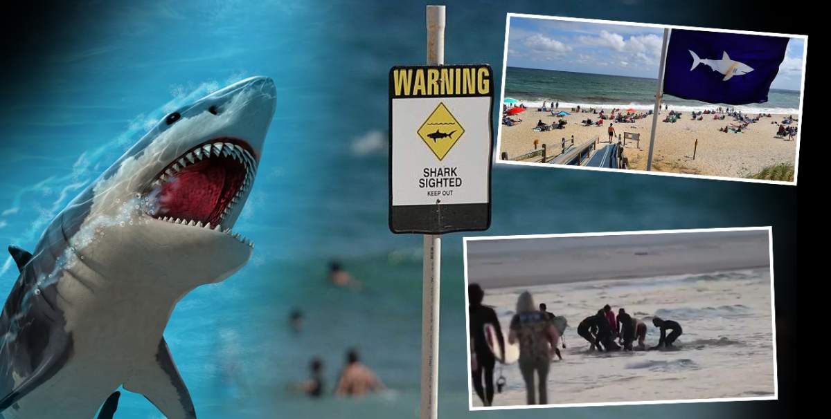 Plajele cu risc crescut de atac al rechinilor. Locuri pe care e bine să le eviți în concediu