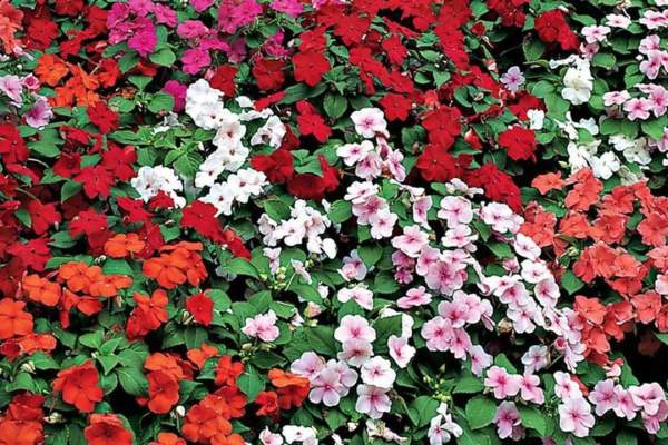 Floarea care aduce belșug în casă! Trucurile utile pentru îngrijire