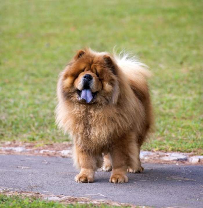 Cât costă un câine din rasa Chow Chow. Animalul de companie care are limba albastră