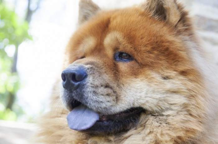 Cât costă un câine din rasa Chow Chow. Animalul de companie care are limba albastră