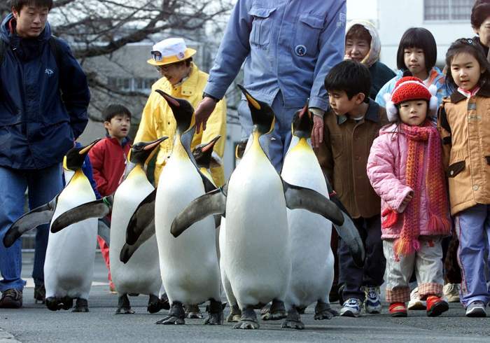 Pinguinii de la un acvariu japonez refuză să mănânce pește ieftin. Se hrănesc doar cu delicii