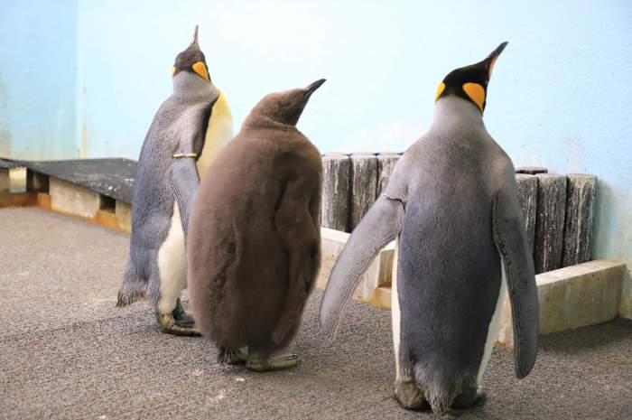 Pinguinii de la un acvariu japonez refuză să mănânce pește ieftin. Se hrănesc doar cu delicii