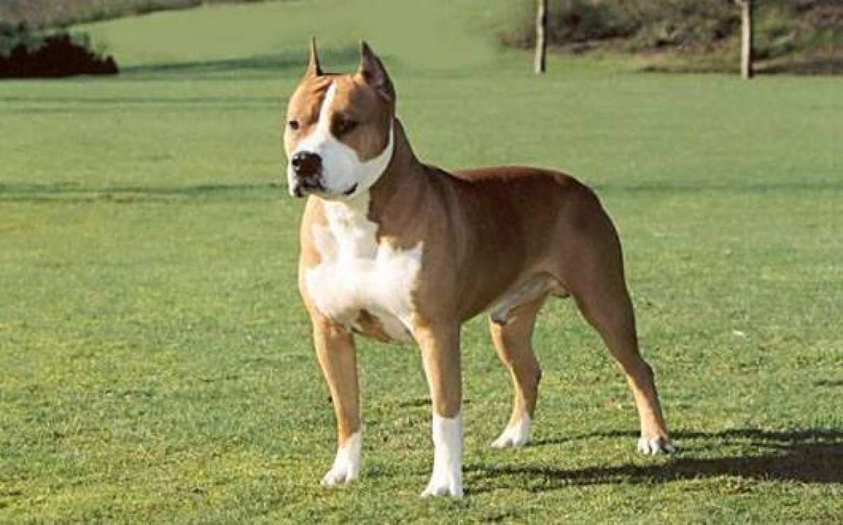 Cât costă un câine rasa Staffordshire Terrier american. Animalul de companie care te va apăra la nevoie