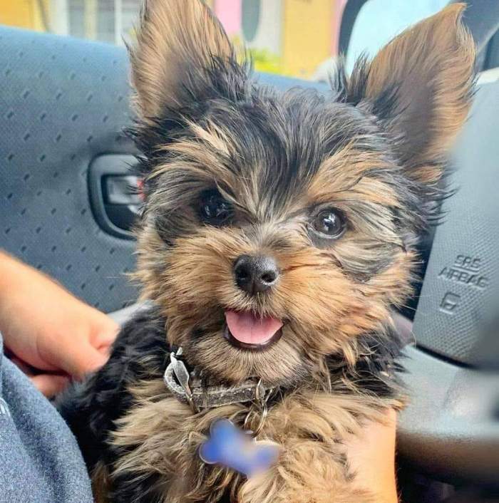 Cât costă un câine rasa Yorkshire Terrier. Animalul de companie perfect pentru copii