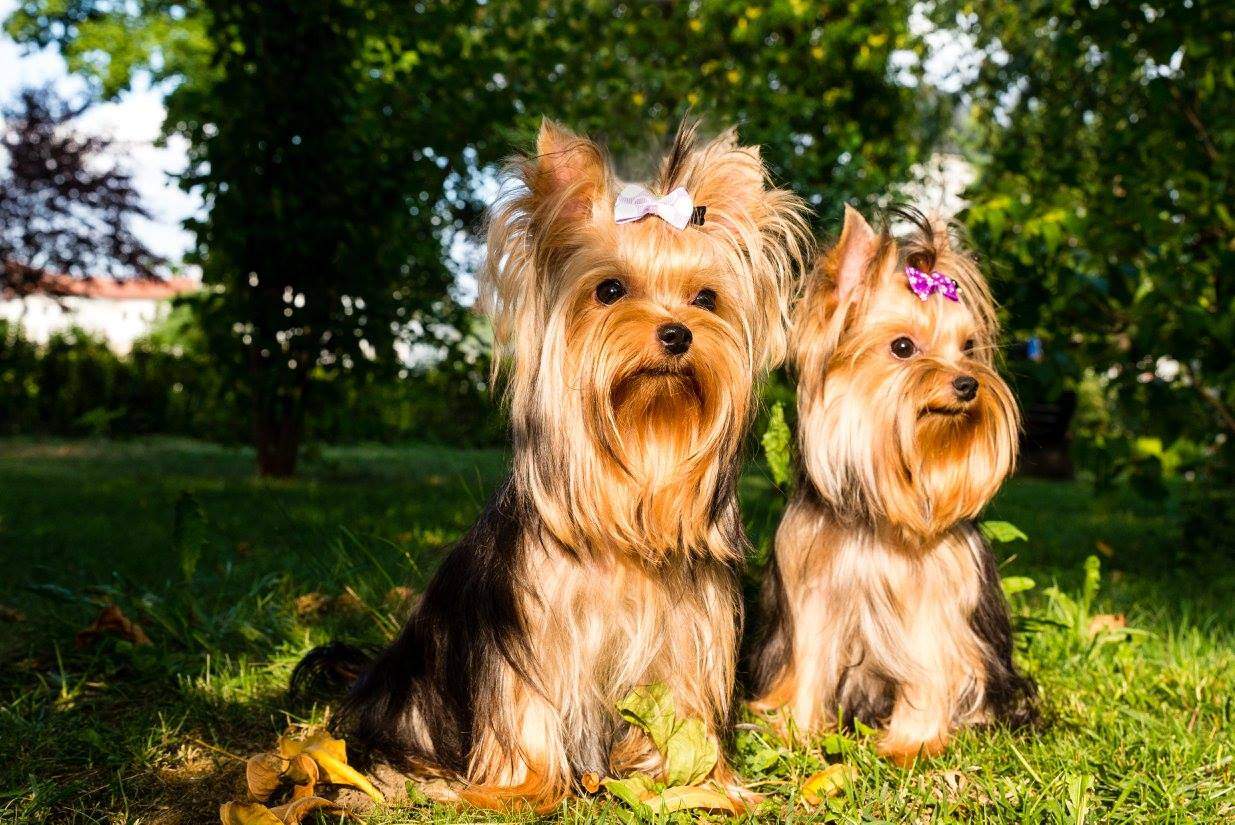 Cât costă un câine rasa Yorkshire Terrier. Animalul de companie perfect pentru copii