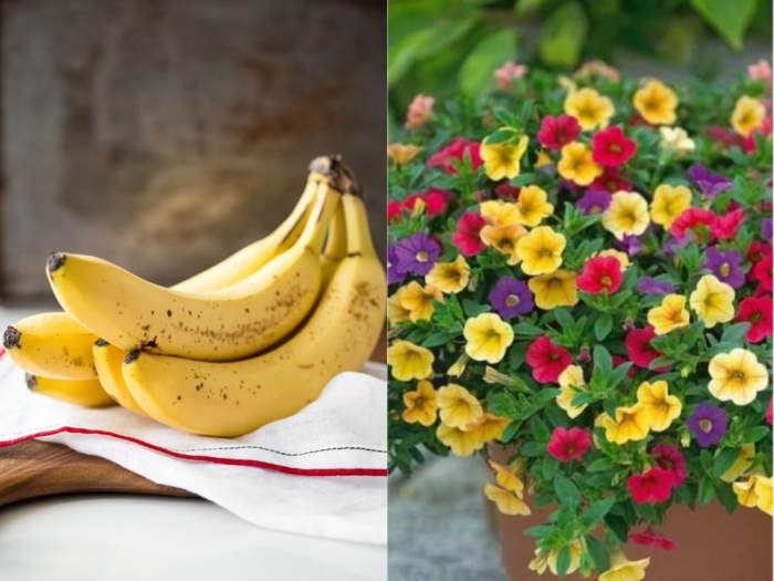 Coaja de banane este bună pentru flori