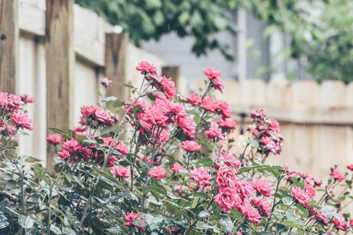 Secretele la care apelează grădinarii pentru a avea trandafiri înfloriți toată vara